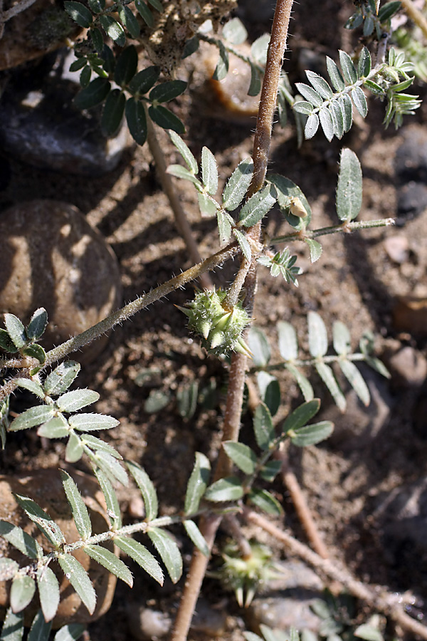 Изображение особи Tribulus terrestris.