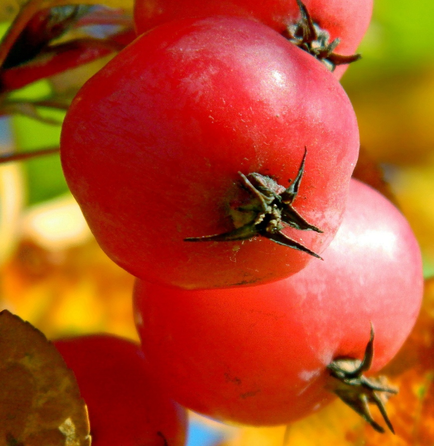 Image of genus Malus specimen.