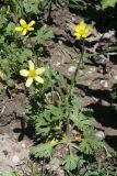 Ranunculus oxyspermus