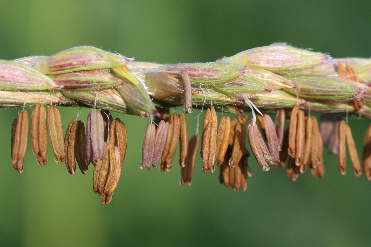 Image of Zea mays specimen.