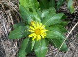 Senecio pseudoarnica