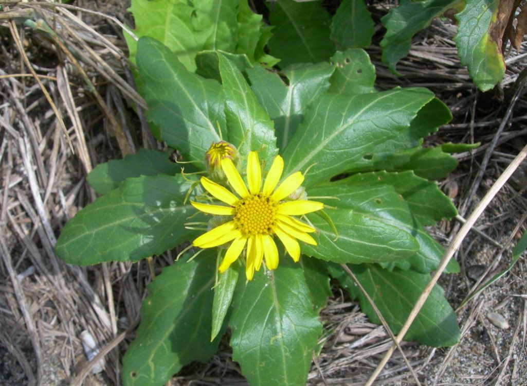 Image of Senecio pseudoarnica specimen.