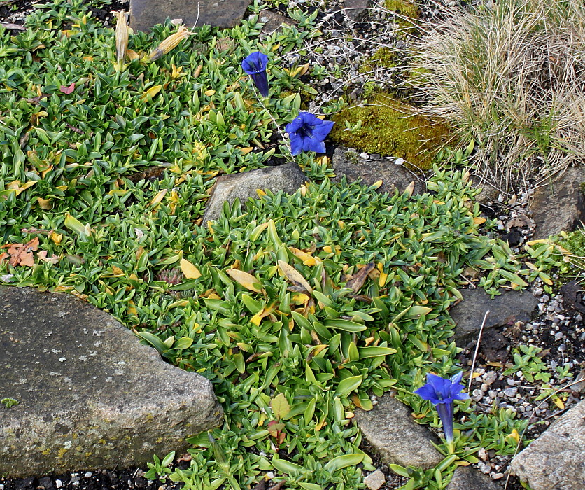 Изображение особи Gentiana acaulis.