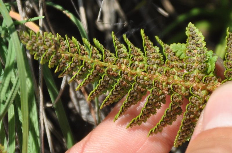 Image of Dryopteris fragrans specimen.