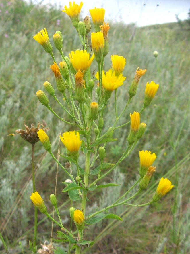 Изображение особи род Hieracium.