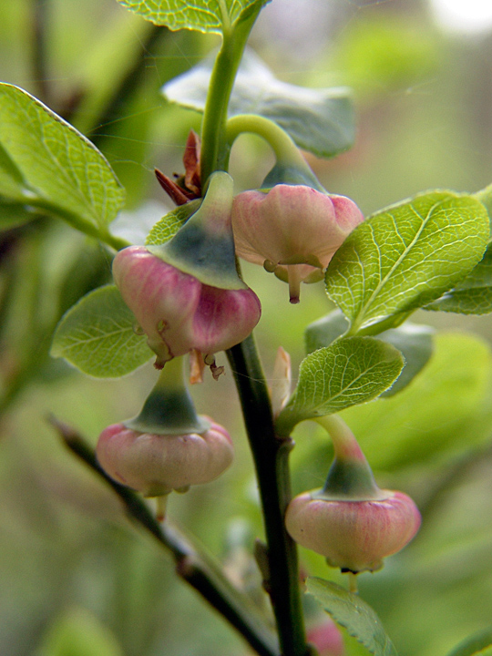 Image of Vaccinium myrtillus specimen.