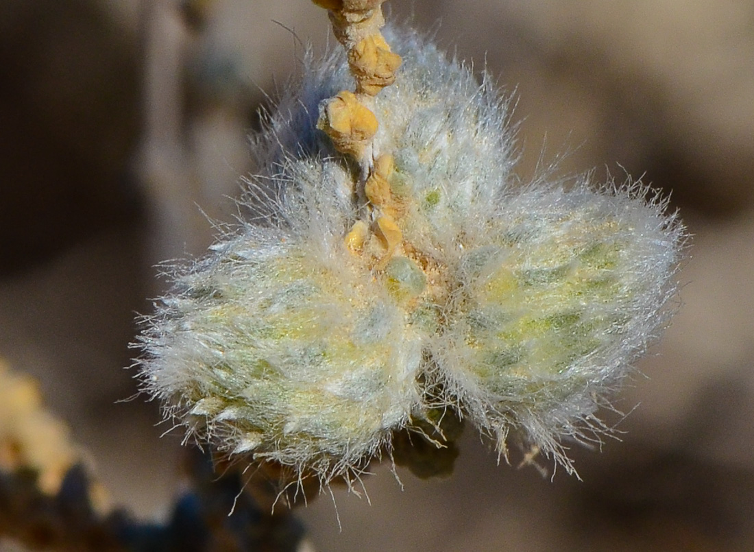 Изображение особи Salsola cyclophylla.