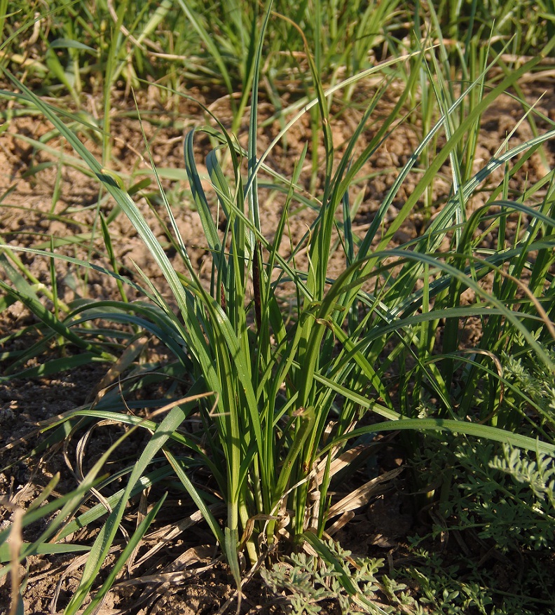 Изображение особи Carex acuta.