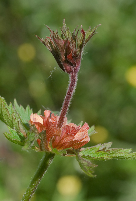 Изображение особи Geum rivale.