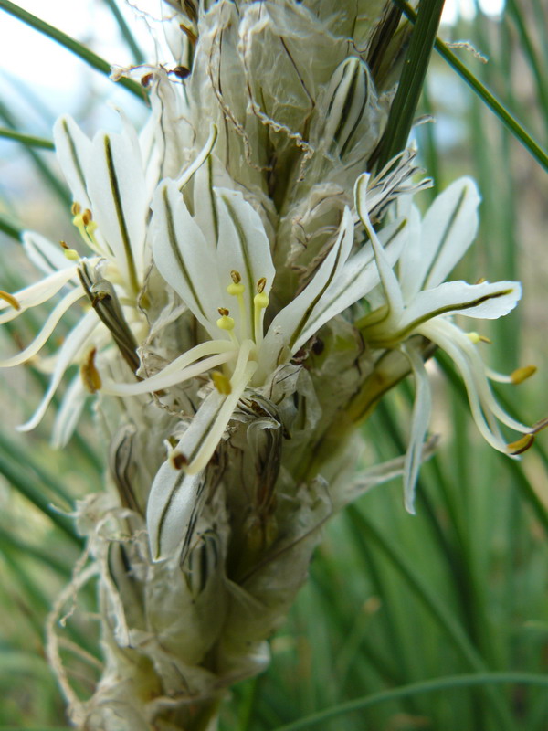 Image of Asphodeline taurica specimen.