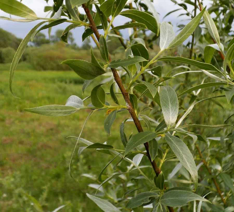 Image of Salix alba specimen.