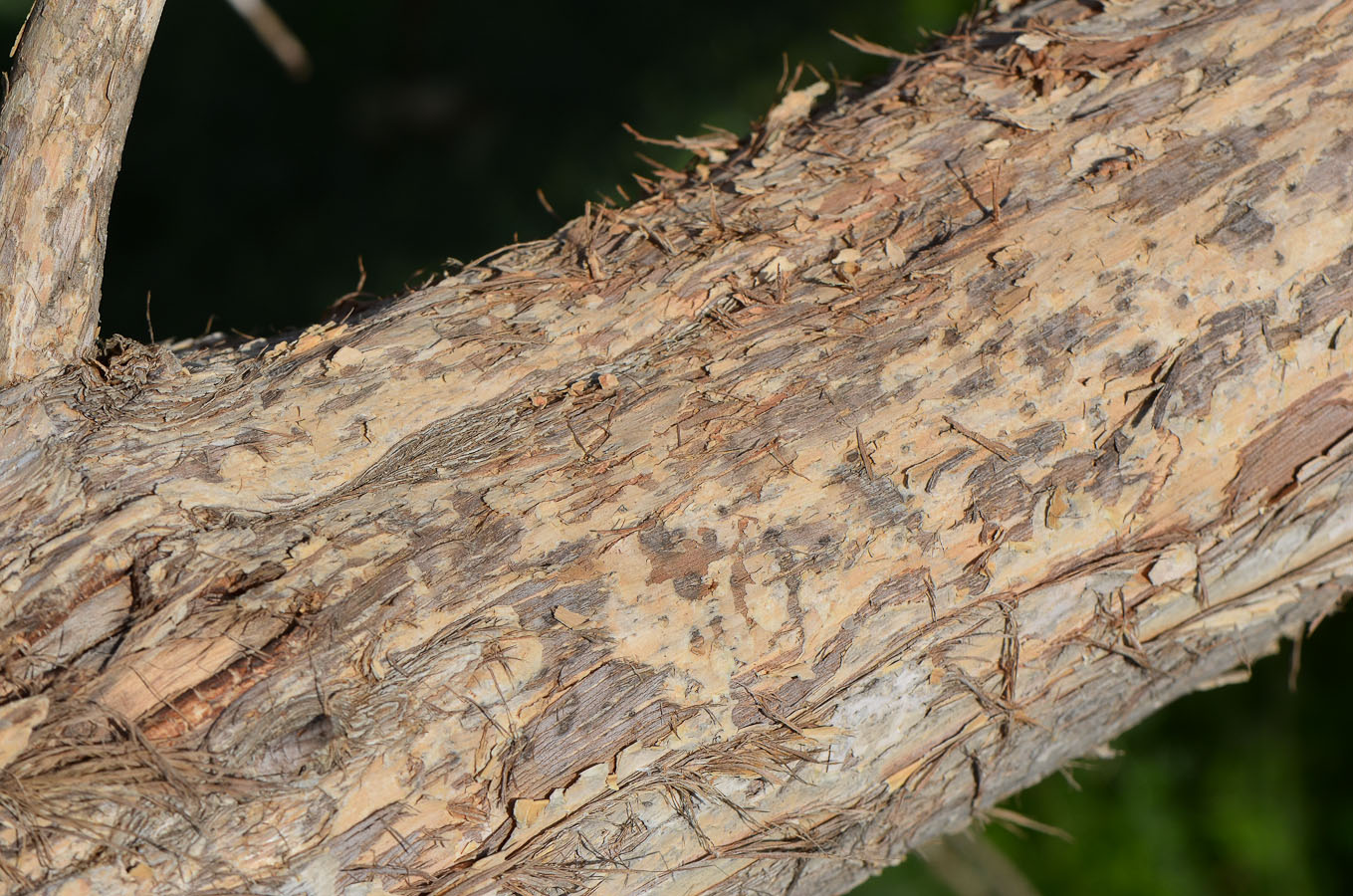 Image of Melaleuca nesophila specimen.