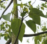 Idesia polycarpa. Побег. Германия, г. Krefeld, Ботанический сад. 11.05.2013.