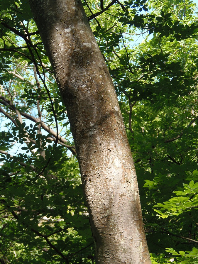 Image of Zelkova carpinifolia specimen.