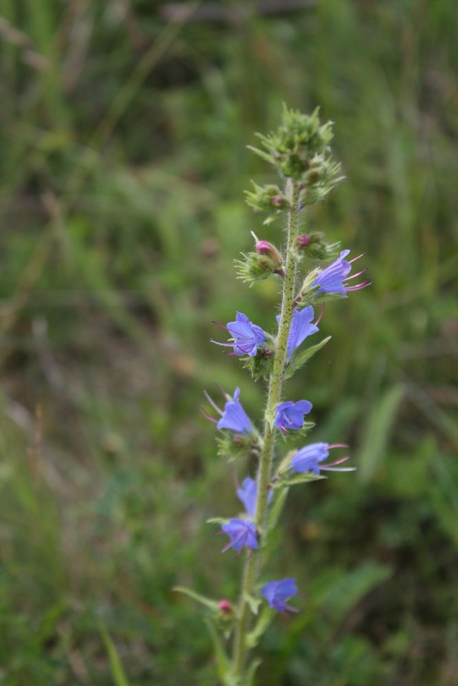 Изображение особи Echium vulgare.