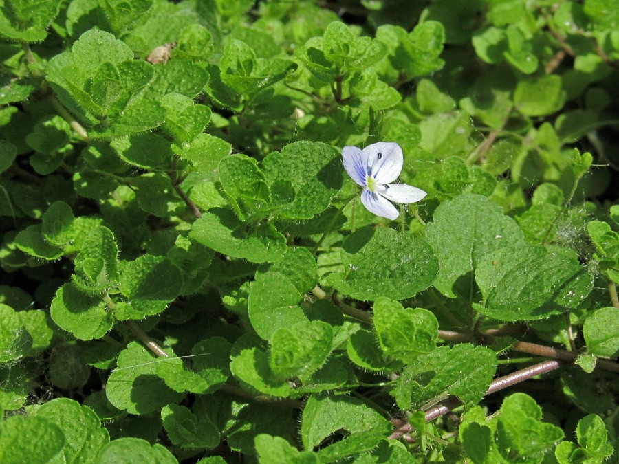 Image of Veronica filiformis specimen.