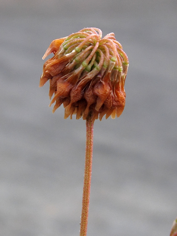 Image of Trifolium hybridum specimen.