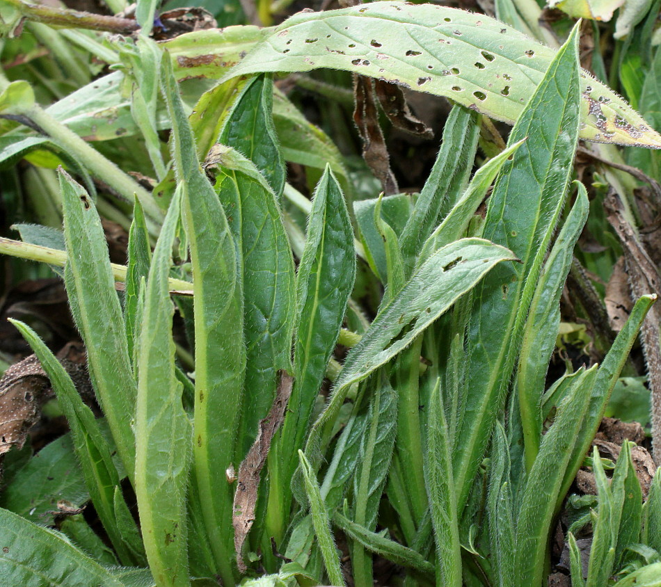 Image of Pseudomertensia echioides specimen.