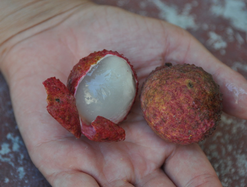 Image of Litchi chinensis specimen.