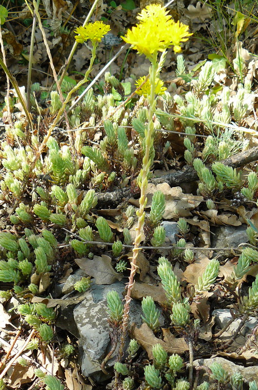 Изображение особи Sedum reflexum.