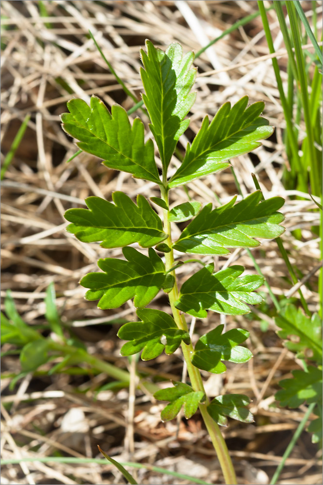 Image of Potentilla anserina ssp. groenlandica specimen.