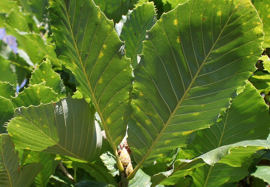 Image of genus Quercus specimen.