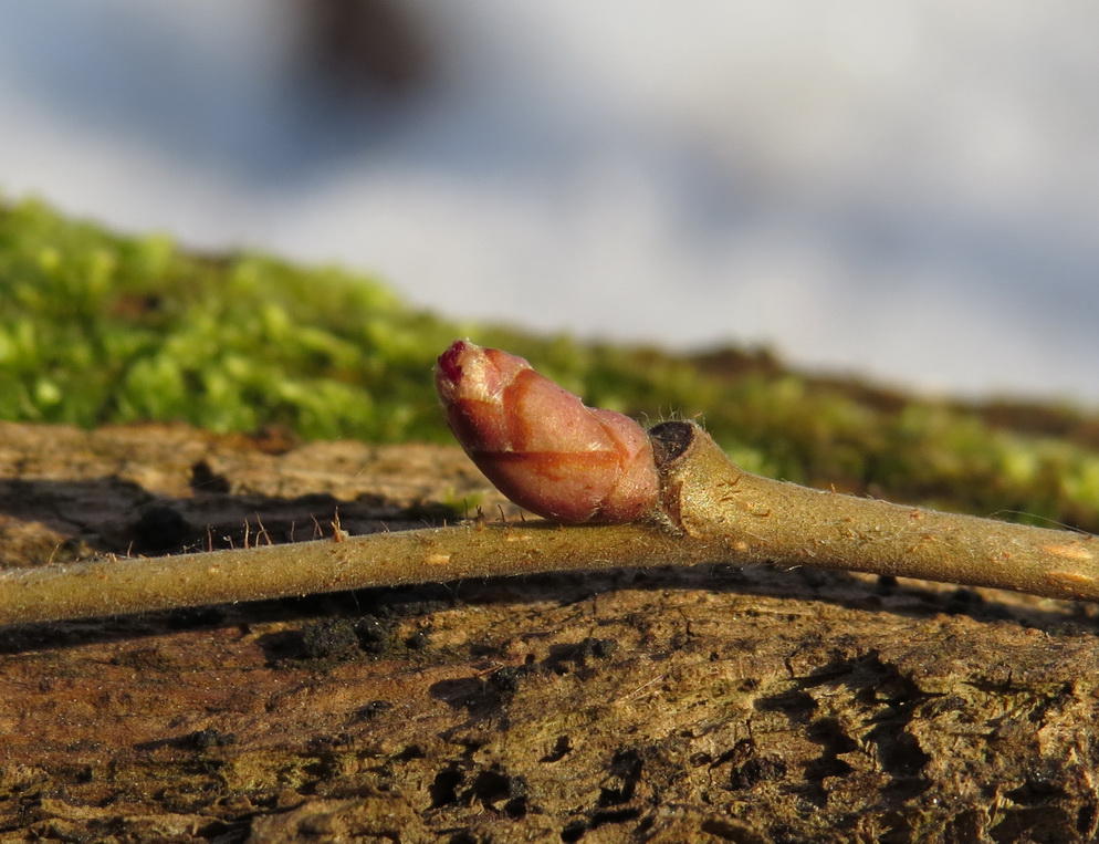 Image of Corylus avellana specimen.