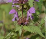 Lamium maculatum