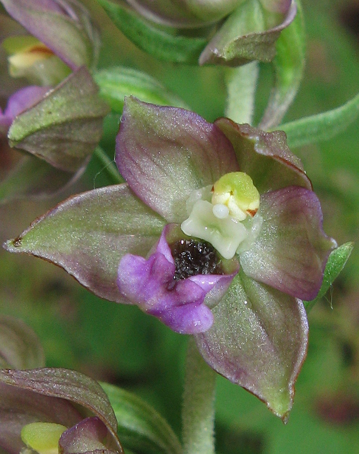 Изображение особи Epipactis helleborine.