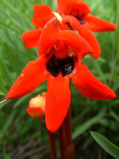 Изображение особи Phelypaea coccinea.