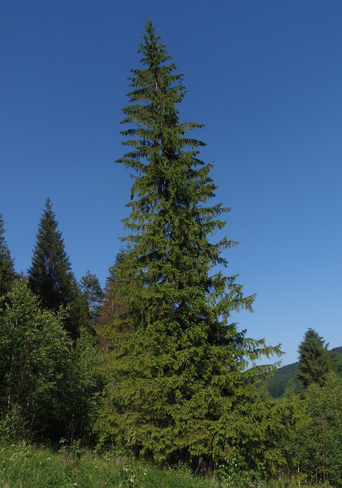 Image of Picea abies specimen.