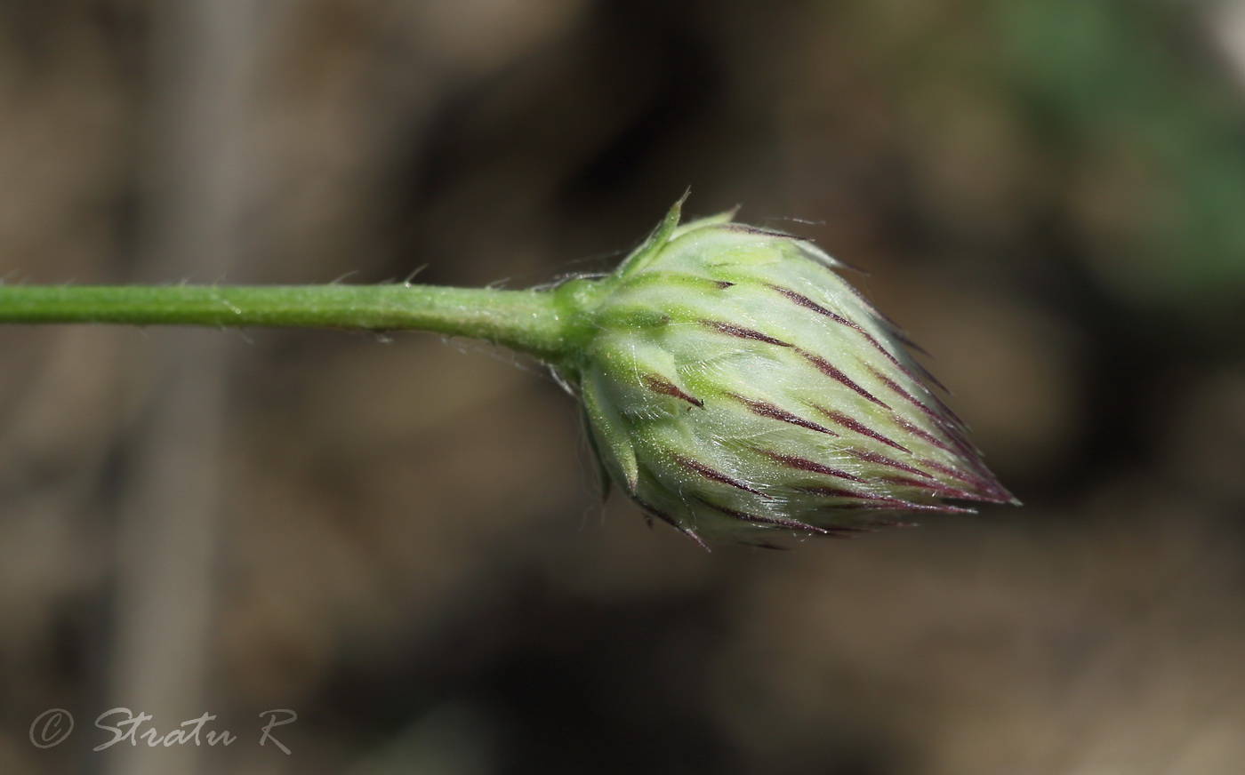 Изображение особи Cephalaria transsylvanica.