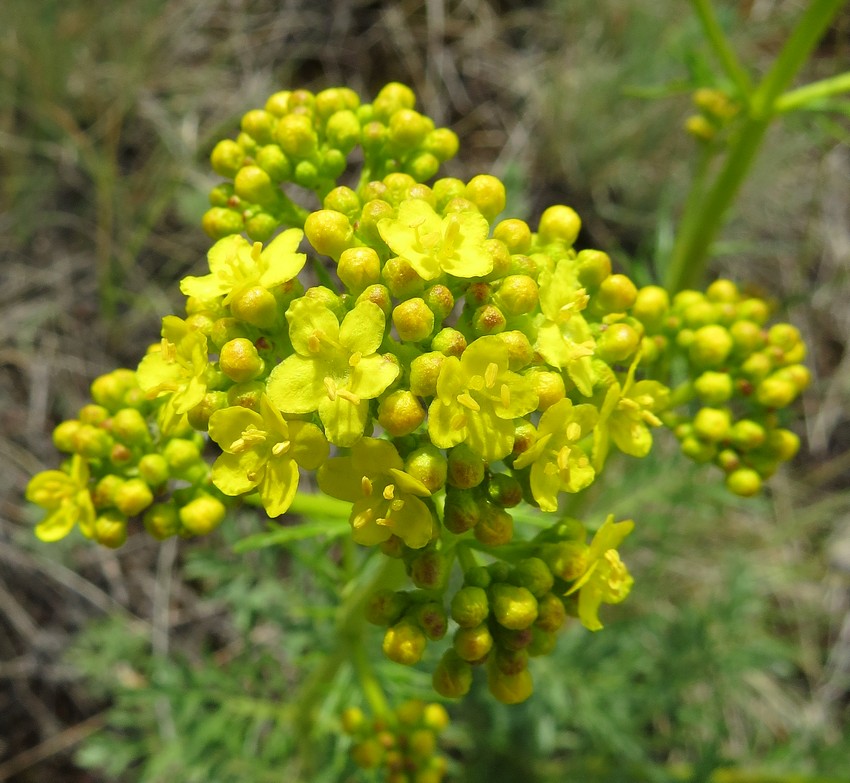 Image of Patrinia intermedia specimen.