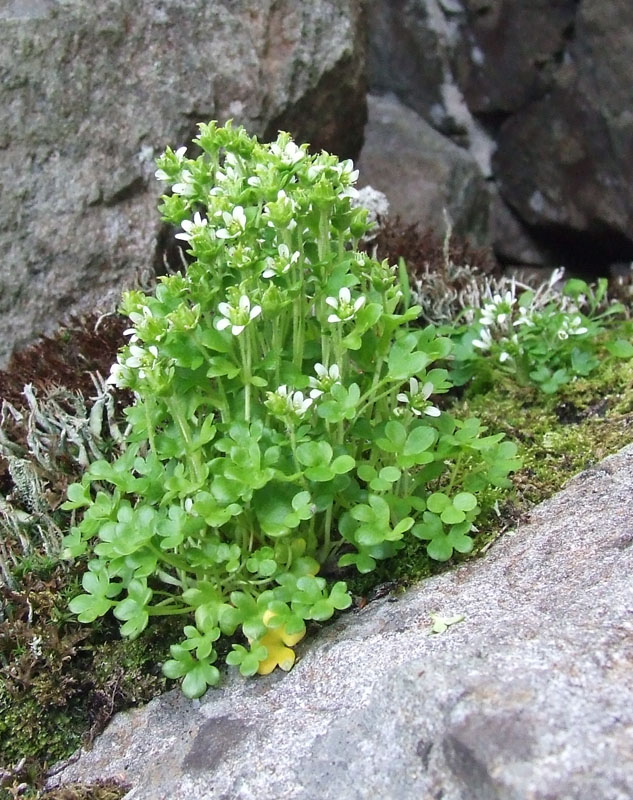 Image of Saxifraga rivularis specimen.