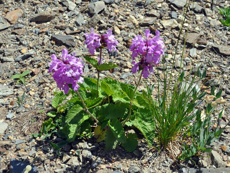 Image of Betonica macrantha specimen.