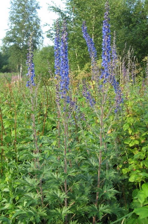 Image of Delphinium retropilosum specimen.