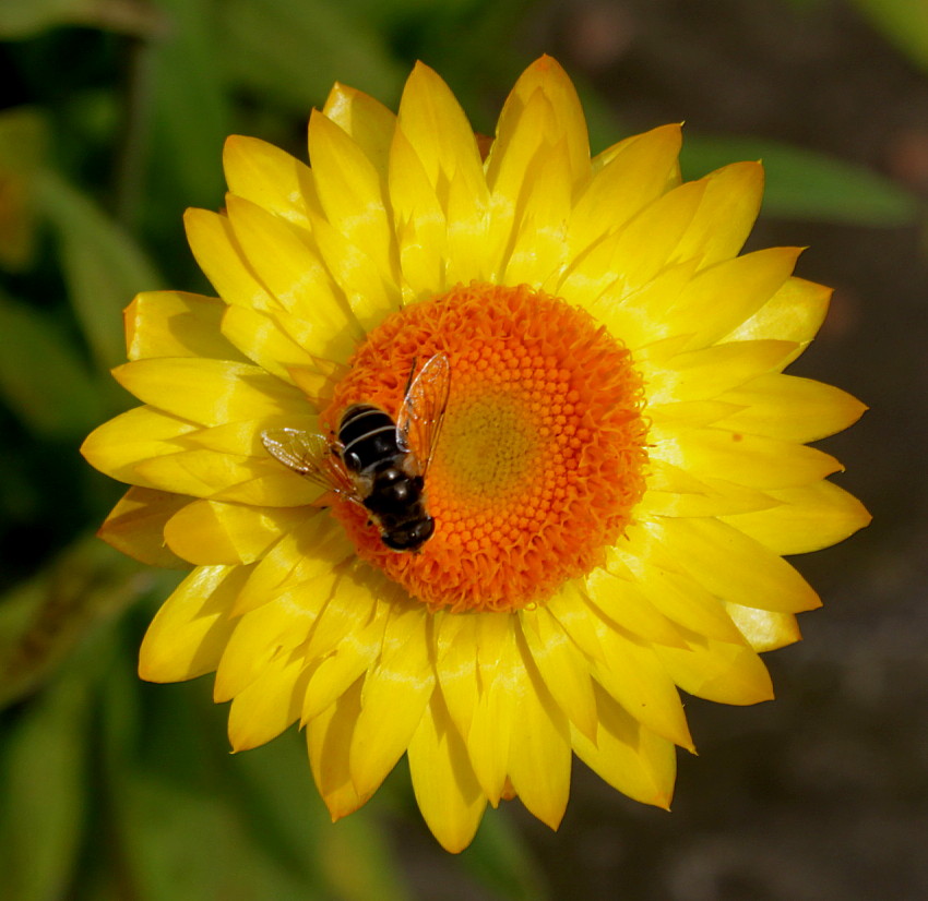 Image of Xerochrysum bracteatum specimen.