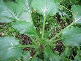 Cardiocrinum cordatum