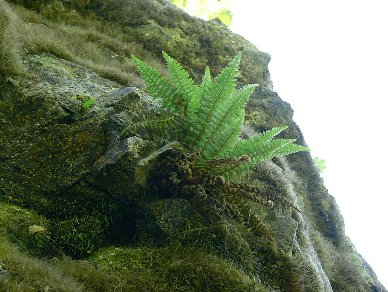 Image of Dryopteris fragrans specimen.