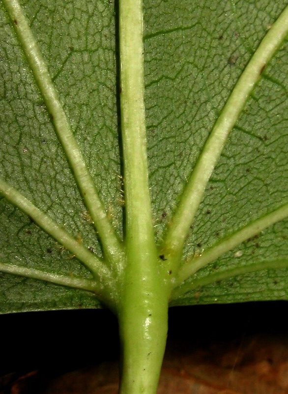 Image of Tilia nasczokinii specimen.