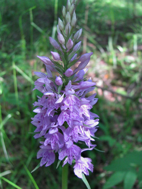 Image of Dactylorhiza fuchsii specimen.