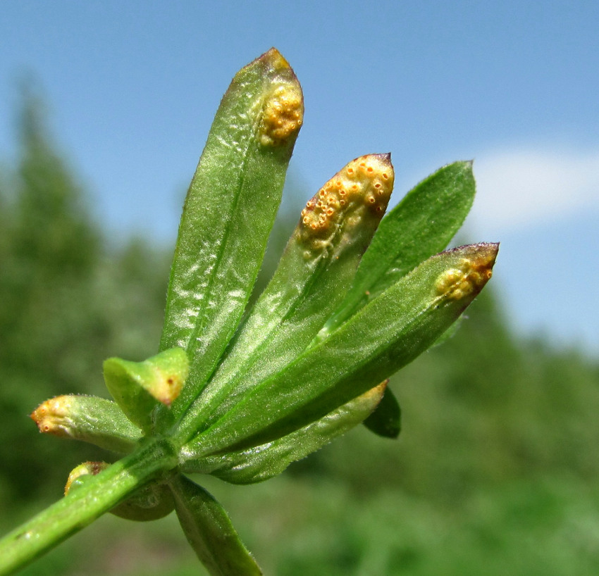 Изображение особи Galium mollugo.