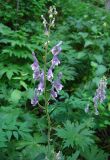 Aconitum septentrionale