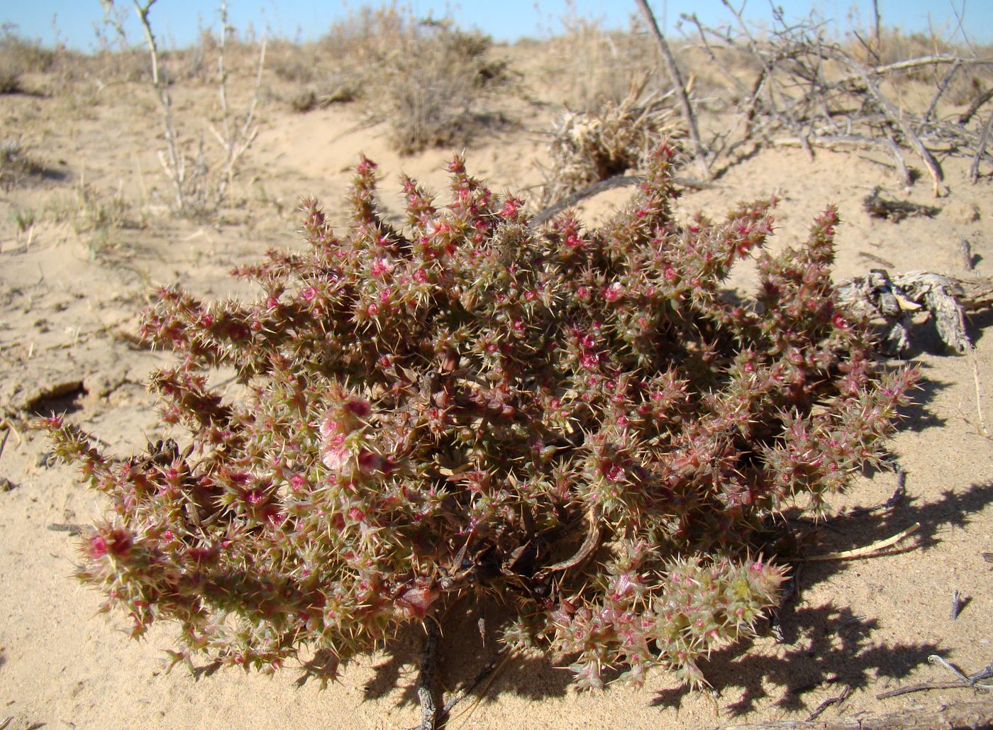 Image of Salsola paulsenii specimen.