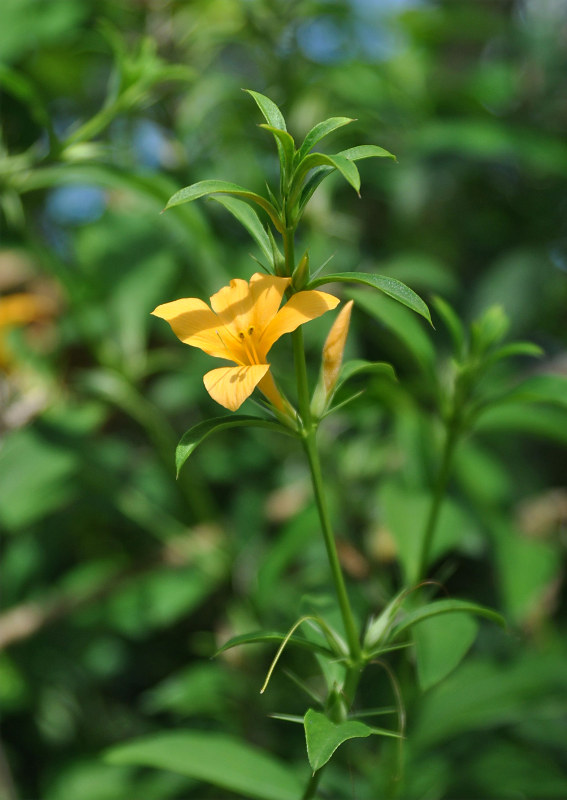 Image of Barleria prionitis specimen.