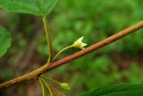 Frangula alnus