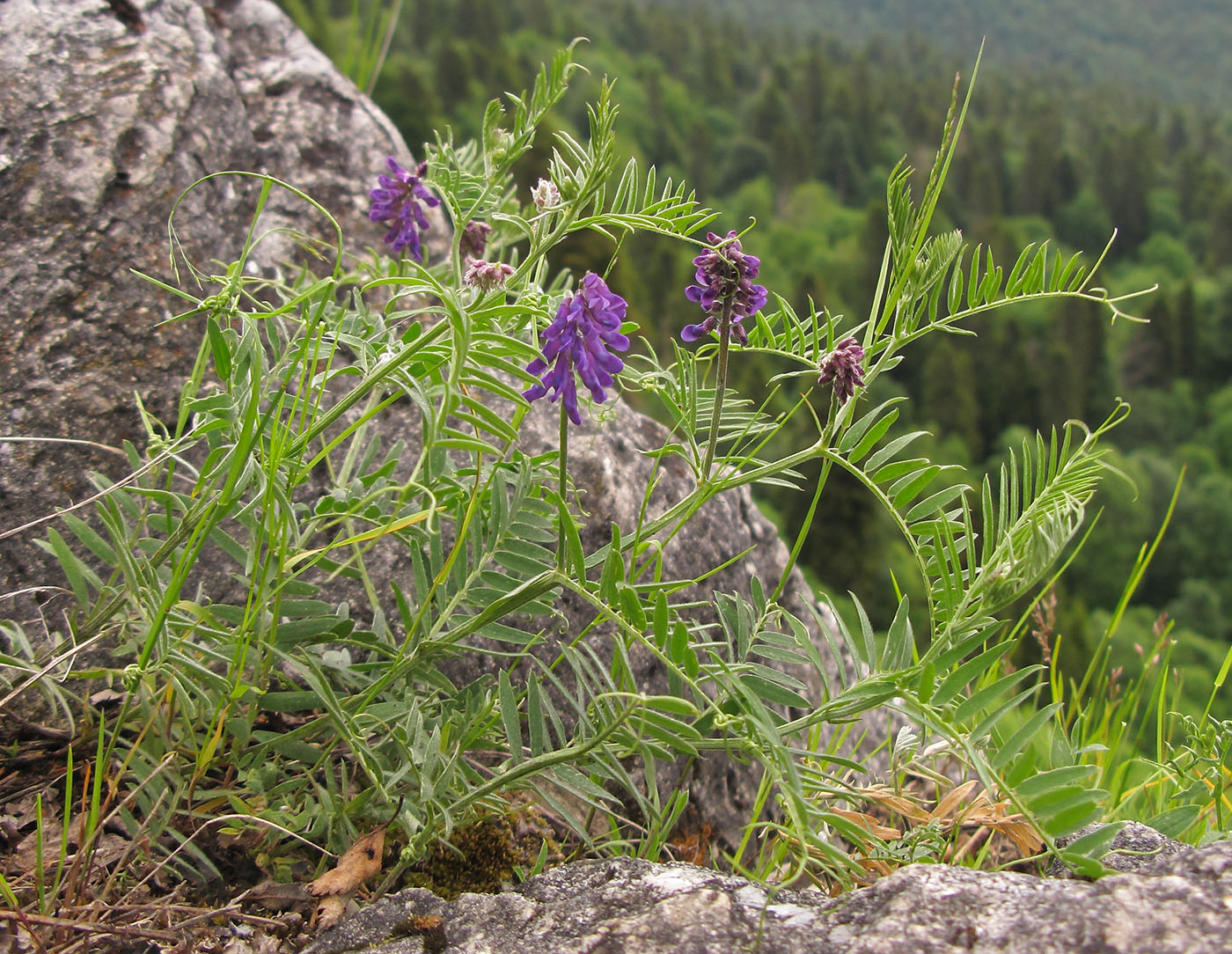 Image of Vicia grossheimii specimen.