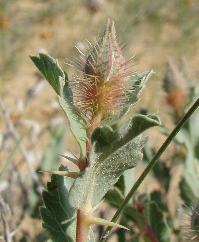 Image of Rosa persica specimen.