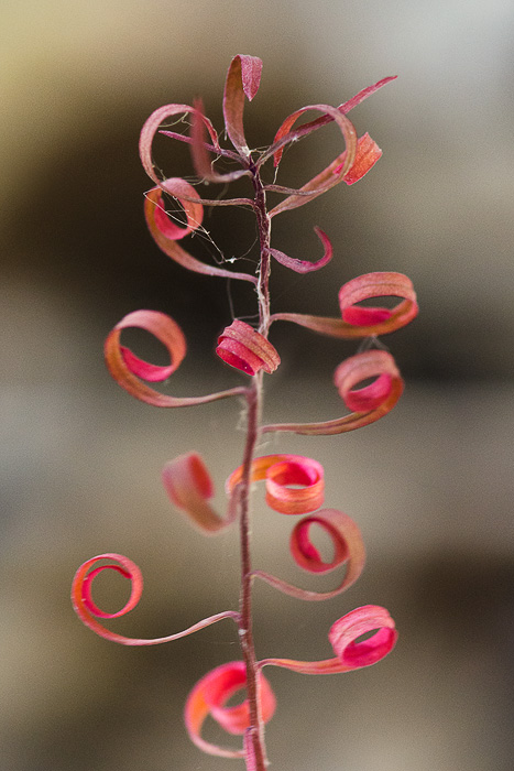 Image of Chamaenerion angustifolium specimen.