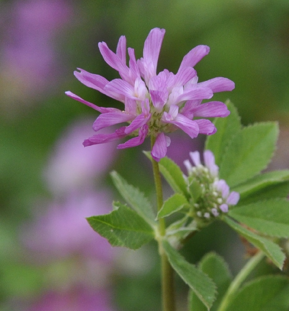 Изображение особи Trifolium resupinatum.